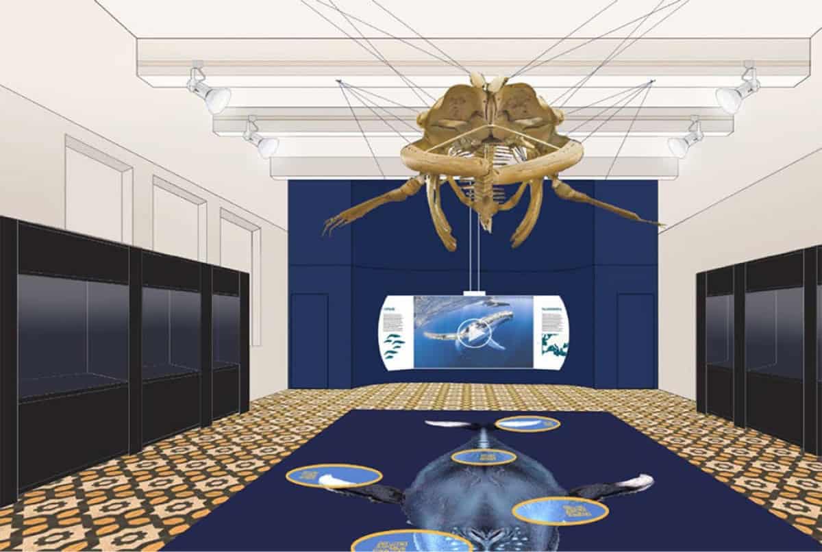 Installazione di scheletro di balena appesa al soffitto e display interattivi al Museo Civico di Zoologia di Roma.