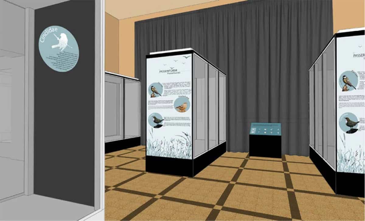 Esposizione dei passeriformi con display informativi al Museo Civico di Zoologia di Roma.